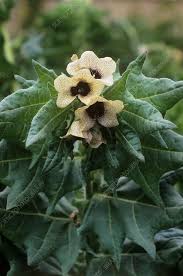 Attēlu rezultāti vaicājumam “Hyoscyamus niger”