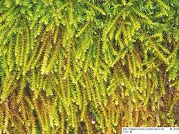 Attēlu rezultāti vaicājumam “Serpoleskea subtilis”