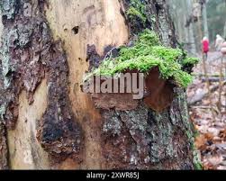 Attēlu rezultāti vaicājumam “Phellinus chrysoloma”