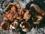 Attēlu rezultāti vaicājumam “Sowerbyella radiculata”