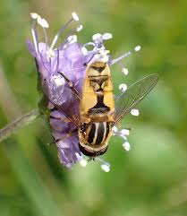 Attēlu rezultāti vaicājumam “Helophilus hybridus”