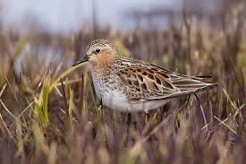 Image result for Calidris ruficollis
