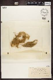 Attēlu rezultāti vaicājumam “Ramalina thrausta”