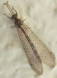 Attēlu rezultāti vaicājumam “Myrmeleontidae imago”