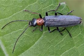 Attēlu rezultāti vaicājumam “Oedemera croceicollis”