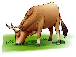 Attēlu rezultāti vaicājumam “Bos primigenius taurus”