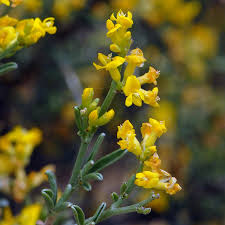 Attēlu rezultāti vaicājumam “Anthyllis maritima flower”