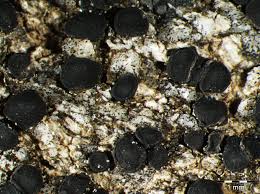 Attēlu rezultāti vaicājumam “Porpidia macrocarpa”