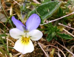 Attēlu rezultāti vaicājumam “Viola tricolor subsp. curtisii bud”