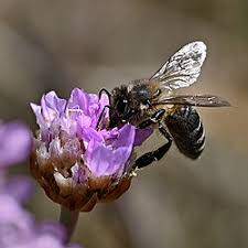 Attēlu rezultāti vaicājumam “Armeria vulgaris flower”