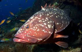Image result for Epinephelus marginatus