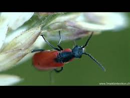 Attēlu rezultāti vaicājumam “Anthocomus rufus”