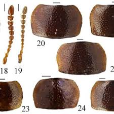 Attēlu rezultāti vaicājumam “Thecabius affinis imago”