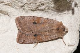 Attēlu rezultāti vaicājumam “Xestia baja”