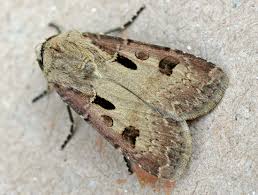 Attēlu rezultāti vaicājumam “Agrotis exclamationis”