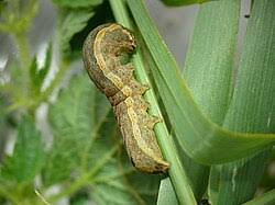 Attēlu rezultāti vaicājumam “Lacanobia suasa”