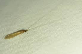 Attēlu rezultāti vaicājumam “Oecetis ochracea”