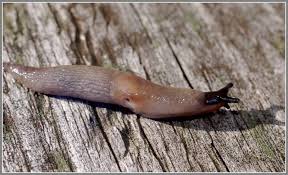 Attēlu rezultāti vaicājumam “Krynickillus melanocephalus”