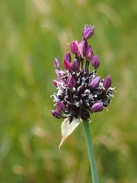 Attēlu rezultāti vaicājumam “Allium scorodoprasum”