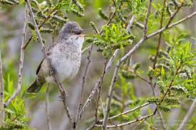 Attēlu rezultāti vaicājumam “Sylvia nisoria adult”