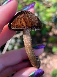 Attēlu rezultāti vaicājumam “Pluteus umbrosus”