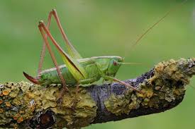 Attēlu rezultāti vaicājumam “Tettigonia cantans”