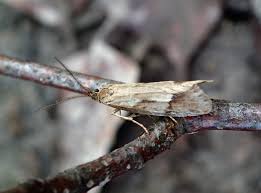 Attēlu rezultāti vaicājumam “Diurnea lipsiella male”