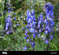 Image result for Rittersporn