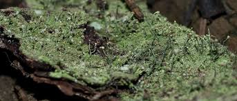 Attēlu rezultāti vaicājumam “Chaenotheca furfuracea”