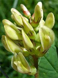 Attēlu rezultāti vaicājumam “Astragalus glycyphyllos flower”