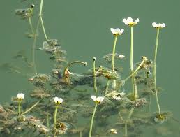 Attēlu rezultāti vaicājumam “Batrachium circinatum”