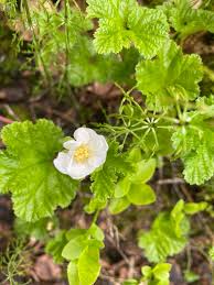 Attēlu rezultāti vaicājumam “Rubus chamaemorus flower”