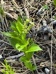 Attēlu rezultāti vaicājumam “Mercurialis perennis”