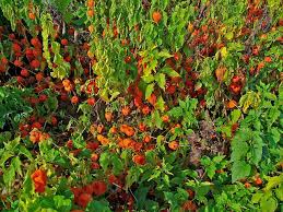 Attēlu rezultāti vaicājumam “Physalis alkekengi”