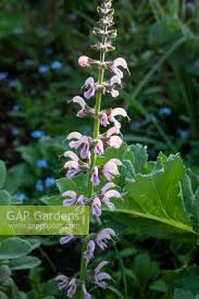 Image result for Salvia pratensis `Rose Rhapsody