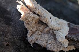 Attēlu rezultāti vaicājumam “Phlebia serialis”