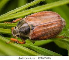 Attēlu rezultāti vaicājumam “Melolontha hippocastani”