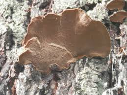 Attēlu rezultāti vaicājumam “Phellinus laevigatus”