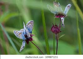 Attēlu rezultāti vaicājumam “Plebejus argus / Plebejus idas”