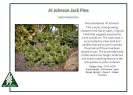 Attēlu rezultāti vaicājumam “Pinus banksiana”