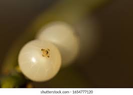 Attēlu rezultāti vaicājumam “Viscum album fruit”