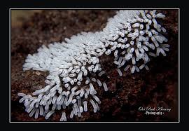 Attēlu rezultāti vaicājumam “Ceratiomyxa morchella young”