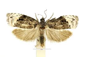 Attēlu rezultāti vaicājumam “Apotomis betuletana”