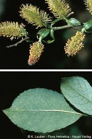 Attēlu rezultāti vaicājumam “Salix myrsinifolia”