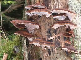 Attēlu rezultāti vaicājumam “Ischnoderma benzoinum”