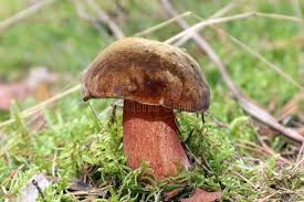 Attēlu rezultāti vaicājumam “Sutorius luridiformis”