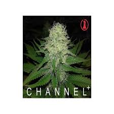 Resultado de imagen para la marihuana channel