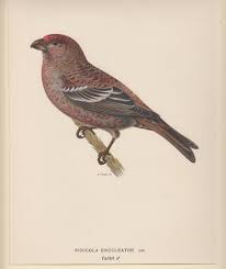 Image result for Pinicola enucleator