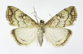 Attēlu rezultāti vaicājumam “Evergestis pallidata”