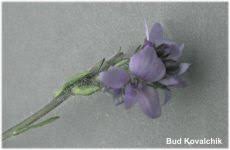 Attēlu rezultāti vaicājumam “Veronica serpyllifolia bud”